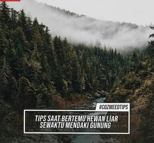 Tips Saat Bertemu Hewan Liar Saat Mendaki Gunung Cozmeed
