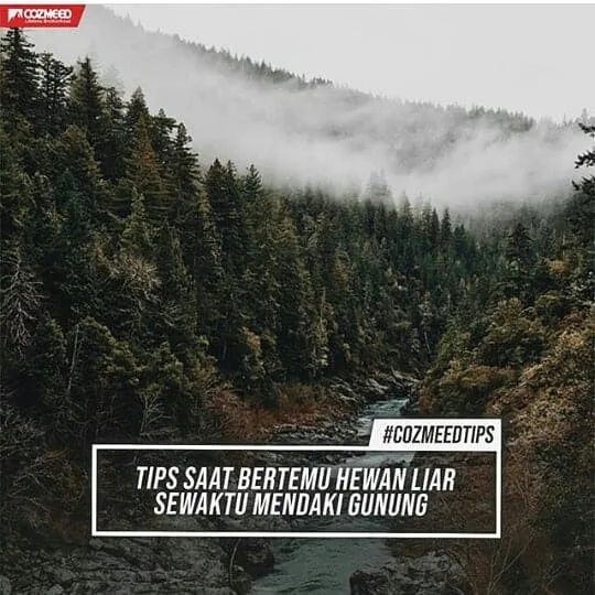 Gambar TIPS SAAT BERTEMU HEWAN LIAR SAAT MENDAKI GUNUNG 1